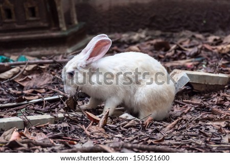 White rabbit in waste land with dry leaves