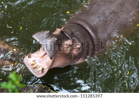 Wild hippopotamus open mouth in the water