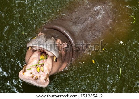 Wild hippopotamus open mouth in the water