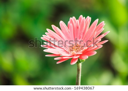 Pink dandelion flower blooming in garden close up