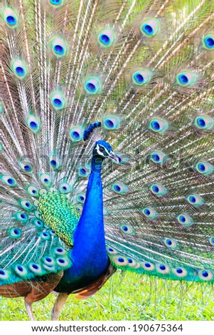 Blue peacock spread feathers close up
