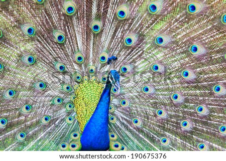 Blue peacock spread feathers close up