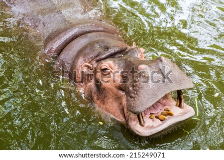 Hippopotamus open mouth in the water