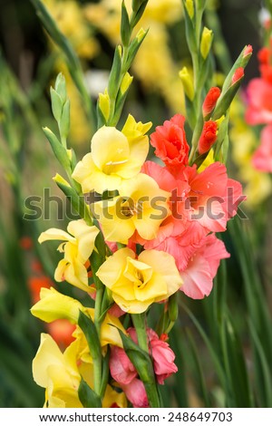 Bunch of yellow and pink Gladiolus flowers in garden