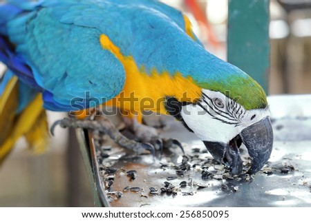Yellow macaw with blue wing and green head eating