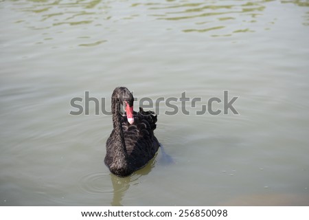 Black swan red beak floating in the water