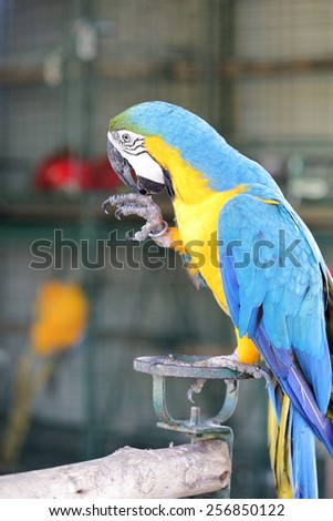 Yellow macaw with blue wing and green head licking leg