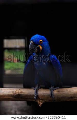 Hyacinth macaw close up with dark background