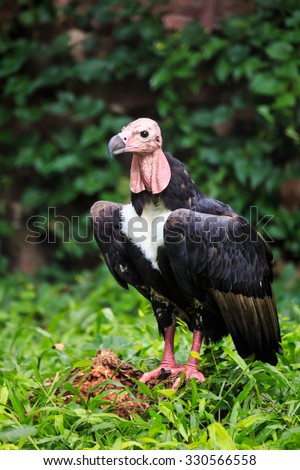Black feathers red bald head vulture standing