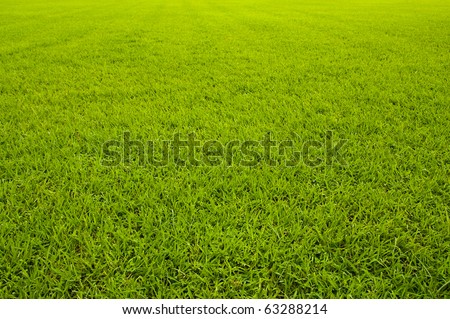 Green grass background  texture straight