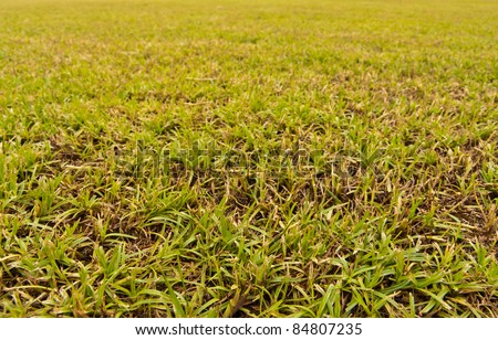 Grass field close up texture perspective style