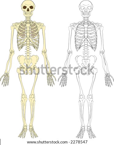 human skeleton. vector : A human skeleton