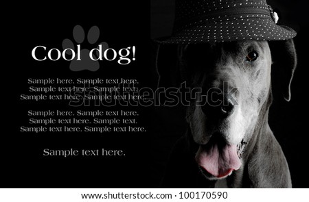 Grey Great Dane Dog wearing a hat in an artistic light setting with text space to the left