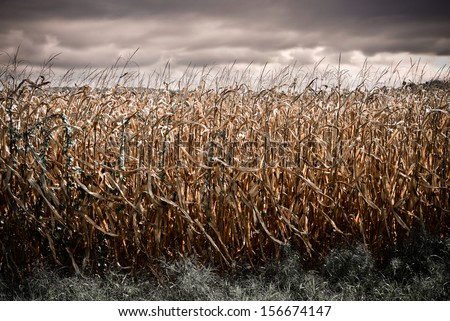 Spooky Dark Corn Field Stock Photo 156674147 : Shutterstock