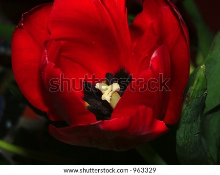 Inside Red Tulip