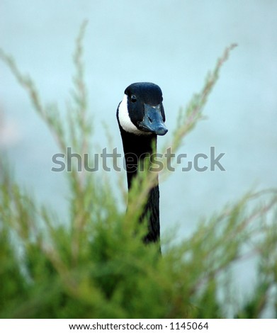 Canadian Goose peeking behind brush