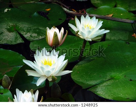 Lily Pad flowers