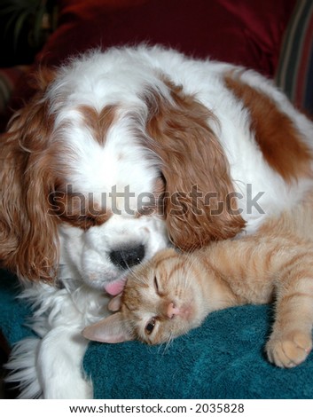 stock photo : Dog kissing cat (heart shaped spot on dog's head)