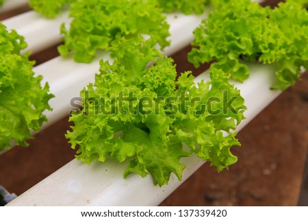 vegetables hydroponics farm,Cameron Malaysia