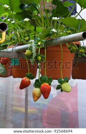 Strawberries with shallow depth of field in a strawberry farm in Cameron Highlands Malaysia