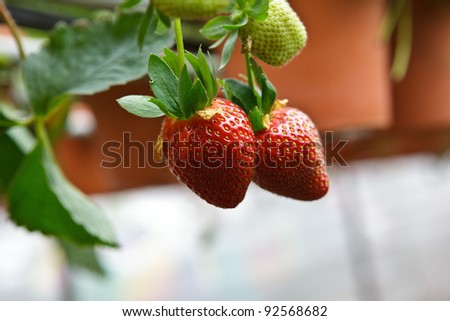 Close up Strawberries in a strawberry farm Cameron Highlands Malaysia
