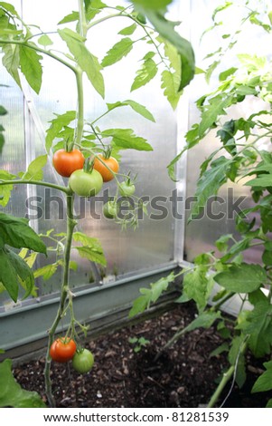 red and green tomatoes growing in a greenhouse