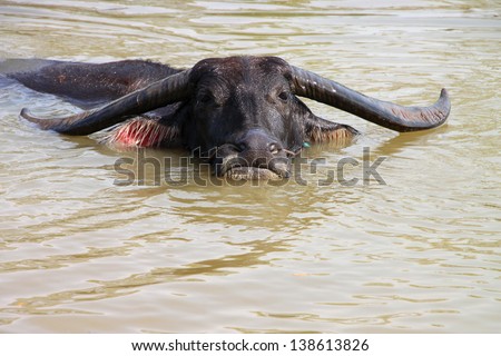 A buffalo is relax playing on rural pond