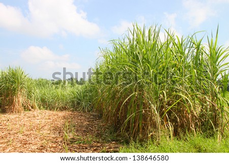 Sugar cane plantation, Experimental dry crops station, Mahasarakham, Thailand