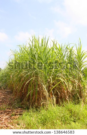 Sugar cane plantation, Experimental dry crops station, Mahasarakham, Thailand