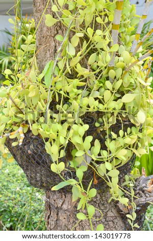 dave ornamental plant in tropical garden