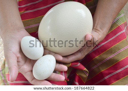ostrich egg and duck eggs in human hands to compare the size