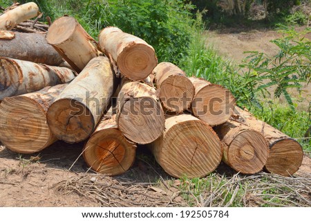 pile up of eucalyptus trees collected for paper industry