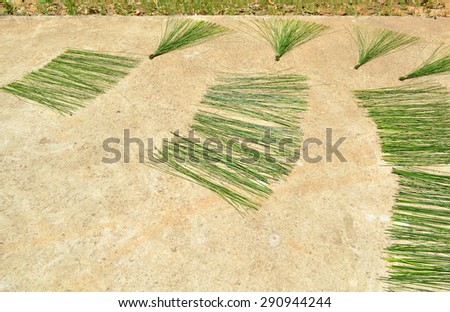 sun dried of green papyrus for use as raw materials for weaving hand craft work product