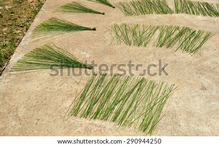 sun dried of green papyrus for use as raw materials for weaving hand craft work product