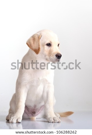 White Baby Labrador