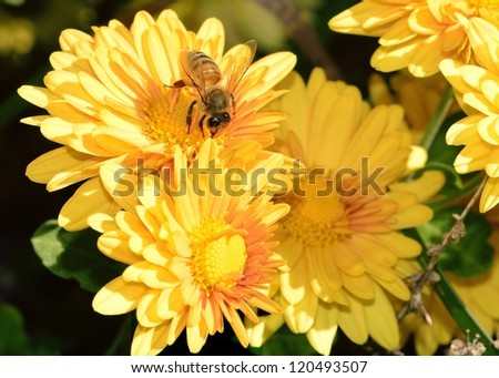 close up honey bee on flower