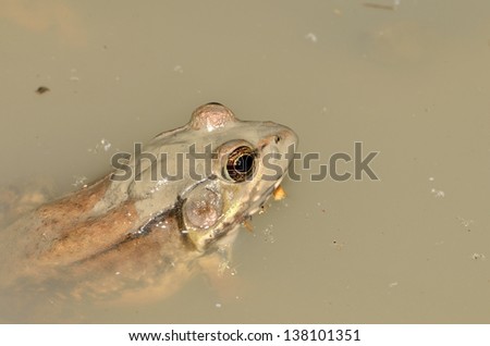 frog isolated floating water pond lake ditch puddle