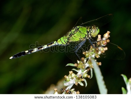 female Eastern Pondhawk Erythemis simplicicollis Dragonfly dragon fly
