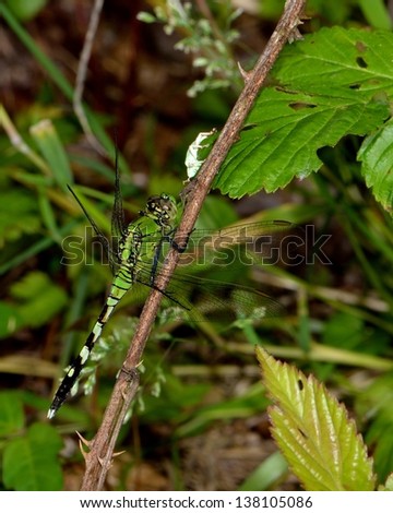 female Eastern Pondhawk Erythemis simplicicollis Dragonfly dragon fly