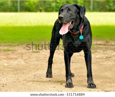 black adult labrador retriever lab red collar at dog park