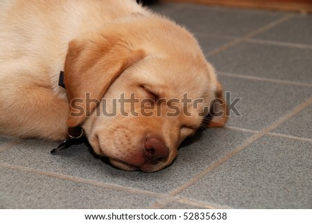 Labrador Retriever Puppy Sleeping Floor