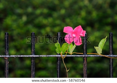 Pink Flower fence