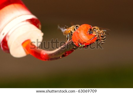 Honey Bees on hummingbird feeder