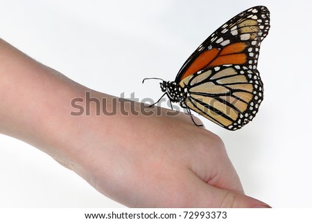 Monarch Butterfly child hand white background