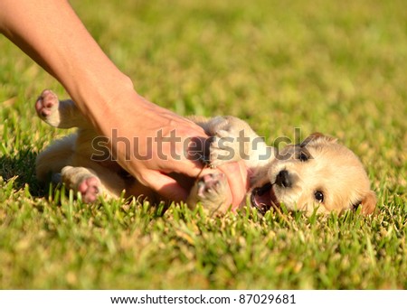Puppies playing in grass