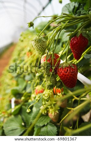 Fresh strawberry that you can pick it up by yourself in the farm, Japan