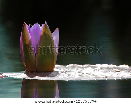 Single purple water lily on a leaf with reflection in calm water
