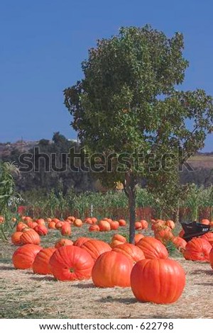 Giant Bright  Orange Pumpkins Laying In Pumpkin Patch Under A Maple Tree