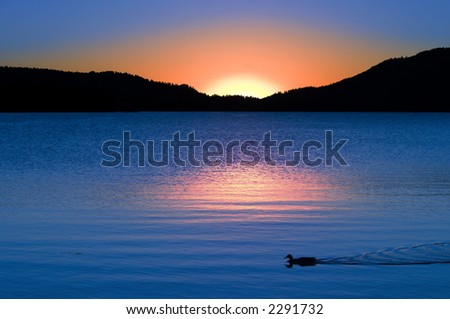 Golden Rose Sunset Reflections And Swimming Duck