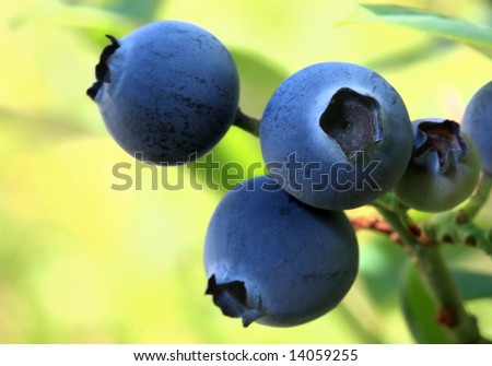 Fresh Blueberries Ripening On The Bush